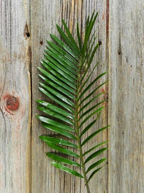 COONTIE FERN